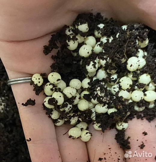 Улитки ахатины