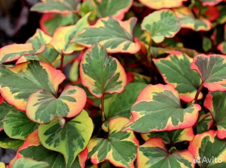 Яснотка, Хауттюния