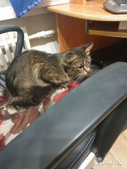 Нужен дом или передержка