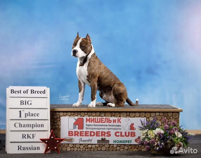 Американский стаффордширский терьер вязка