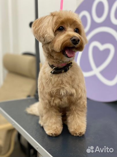 Стрижка собаки бесплатно