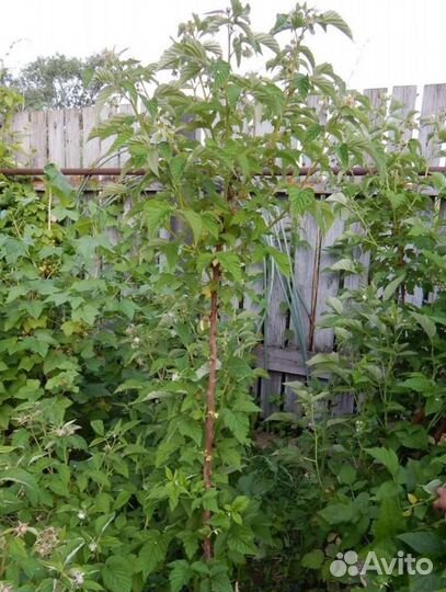 Саженцы штамбовой малины (малиновое дерево)