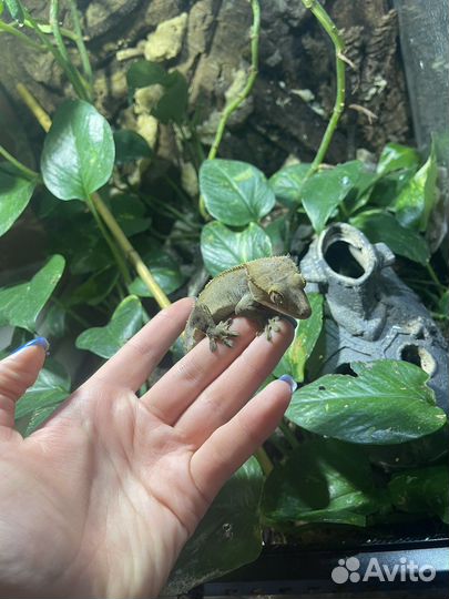 Самка реснитчатого бананоеда