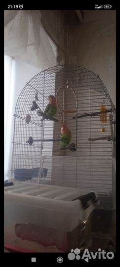 Попугаи неразлучники