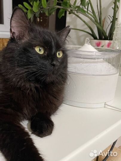 Фонтан поилка для кошек