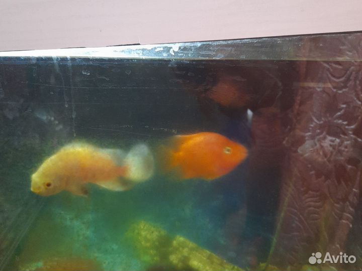 Аквариумные рыбы