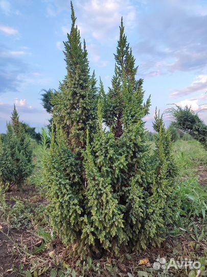 Саженцы плодовых деревьев опт