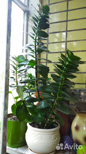 Комнатные растения