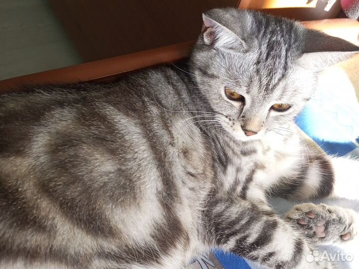 Шотландская кошечка