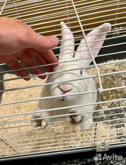 Кроликом Белый Великан 7 месяцев