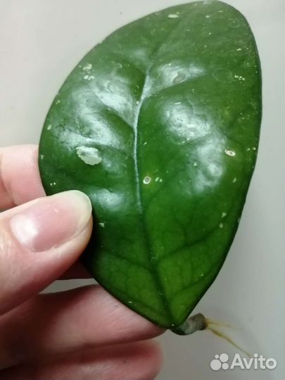 Цветы комнатные