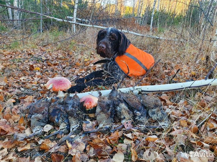 Щенки дратхаара