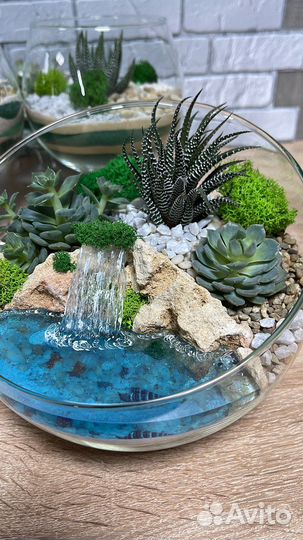 Флорариум суккуленты