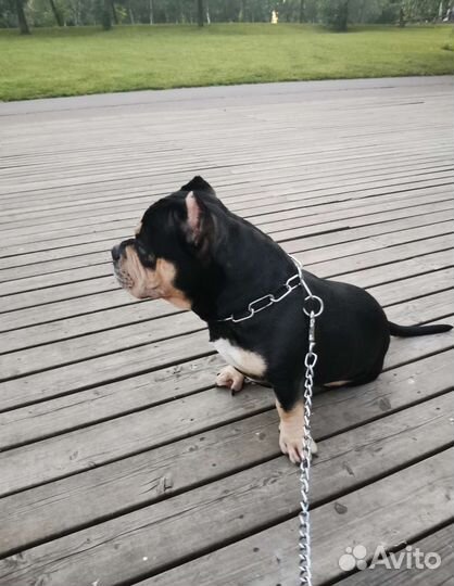 Американский булли вязка