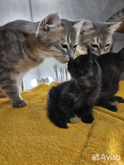 Кошка
