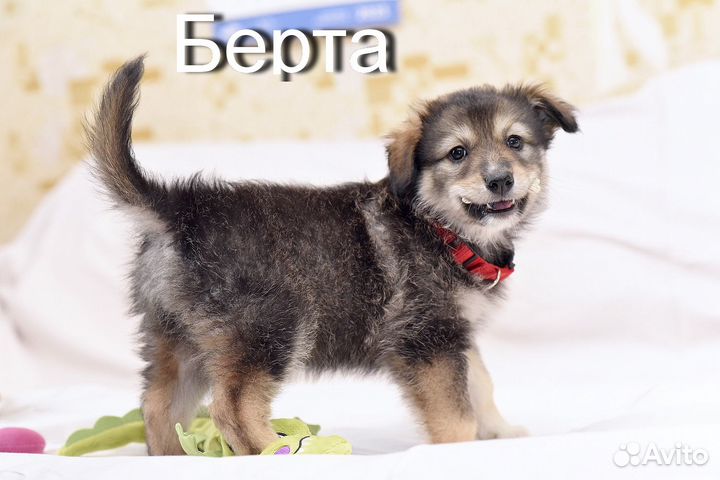 Чудесные малыши в любящие ручки