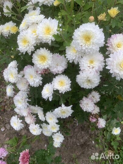 Хризантема корейская