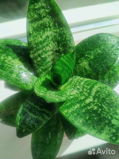 Укоренённые отростки Толстянки и Сансевиерии