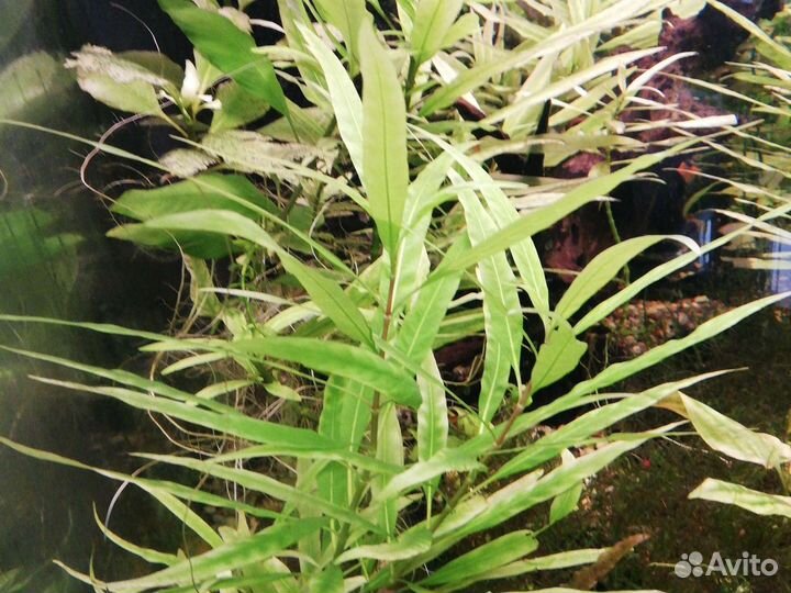 Аквариумные растения и ракушки