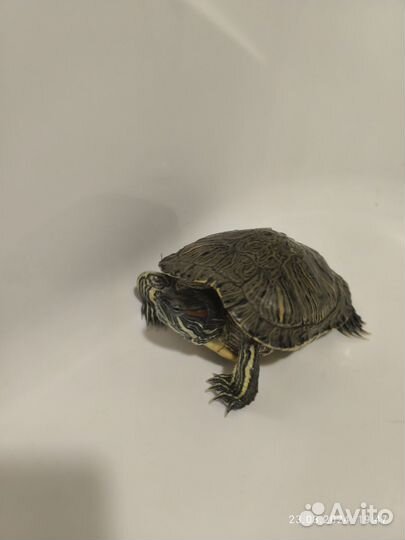 Красноухая черепаха