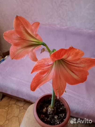 Гиппиаструм