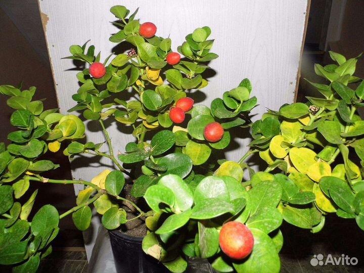 Комнатные растения