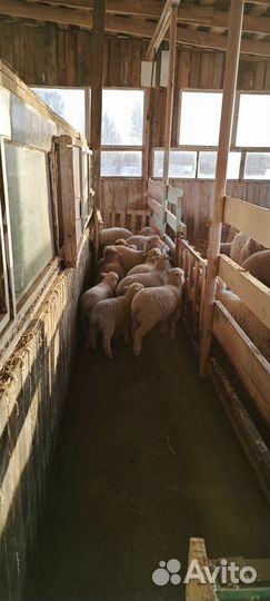 Ягнята, барашки