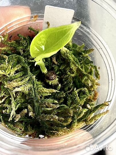 Алоказия шкура дракона