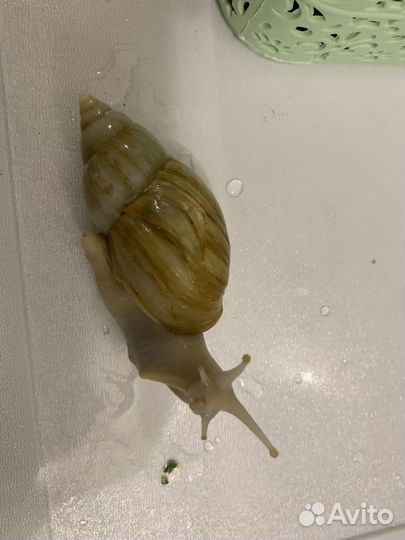 Улитки ахатины