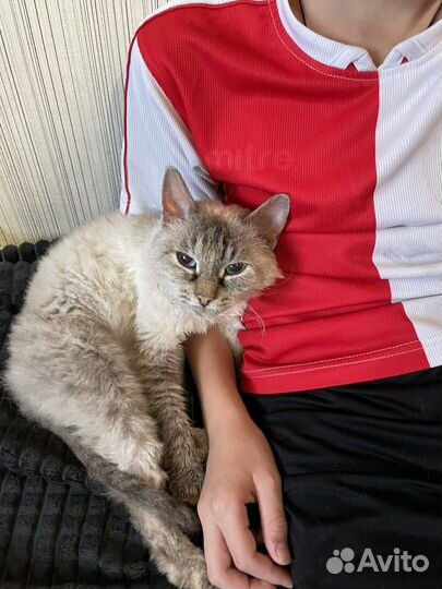 Кошки в добрые руки бесплатно