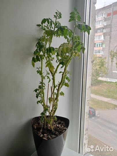 Комнатные помидоры в дар