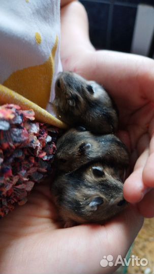 Джунгарские хомячки малыши разного окраса