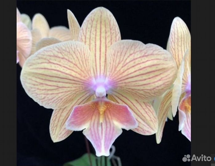 Орхидея Phal. LM2119