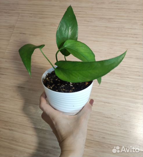 Эпипремнум скелетон