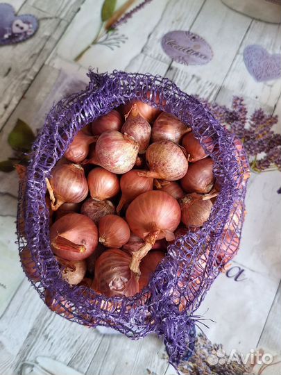 Лук семейный на посадку