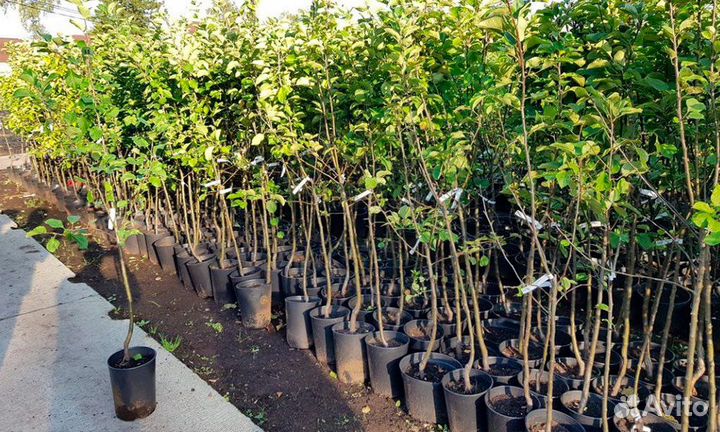 Саженцы плодовых деревьев и ягодных кустарников