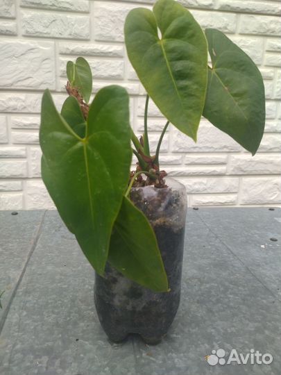 Антуриум Эдисон