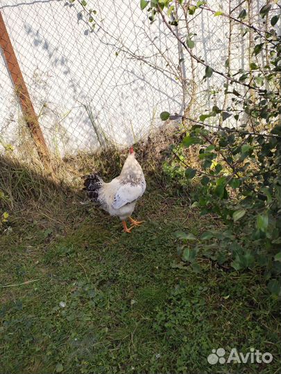 Куры петухи Цветной Бролер