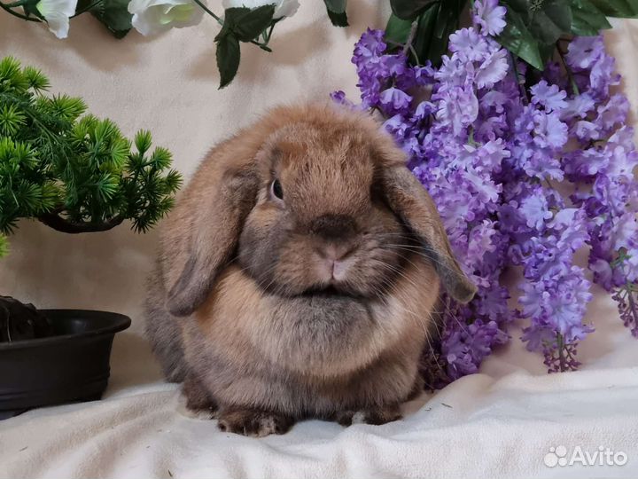 Вислоухий кролик, девочка тюрин