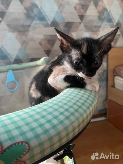 Донской сфинкс котята