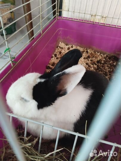 Декоративные кролики в добрые руки