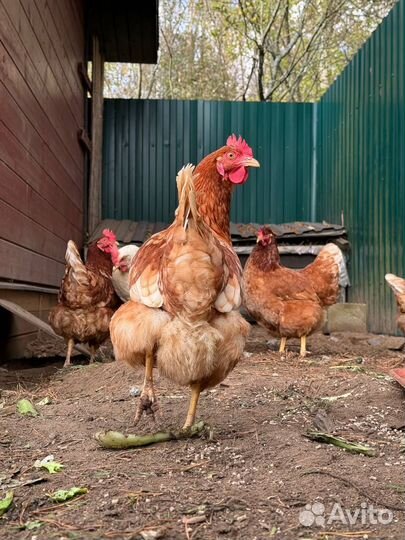 Куры молодки несушки