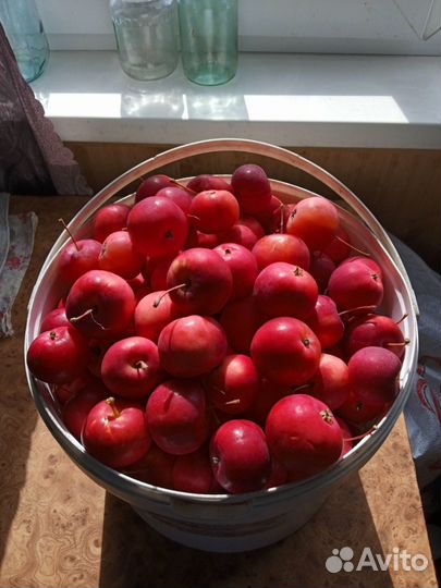 Яблоки- ранет полукультурка