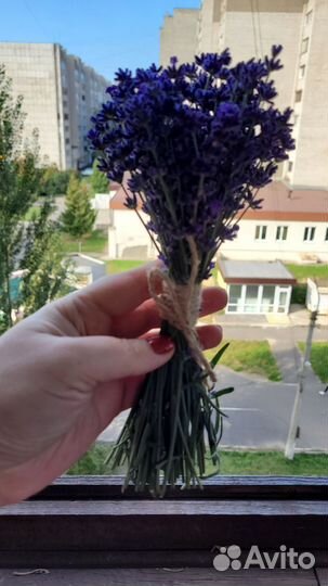 Букетик лаванды (свежесрезанная)