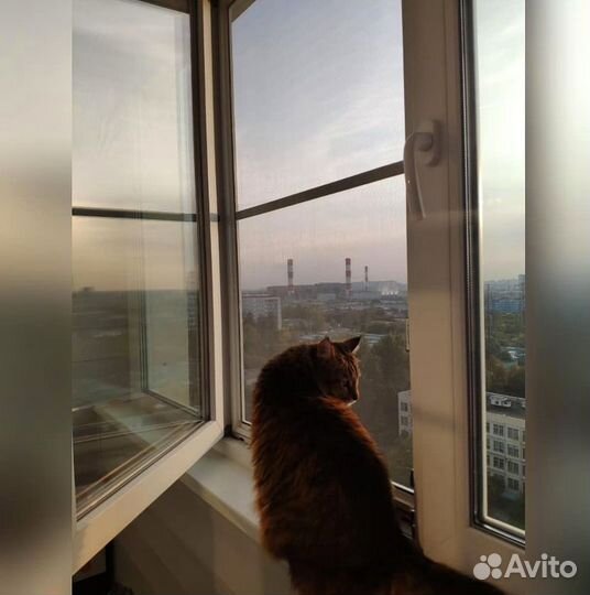 Москитная сетка Антикошка