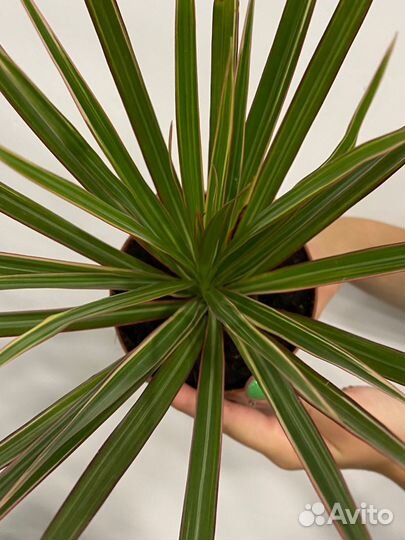 Пальма драцена маргината