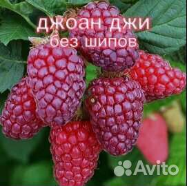 Ремонтантная малина