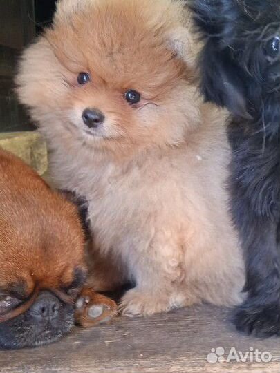 Шпиц мальчик