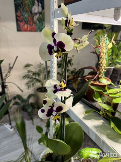 Комнатные цветы