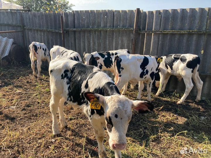 Бычки и телята